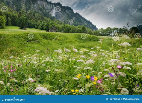 Colorful Wildflower Meadow And Old Hut In A Mountain Landscape With