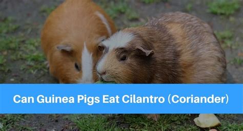 John's wort where he can consume it. Can Guinea Pigs Eat Cilantro (Coriander)? - Petsolino