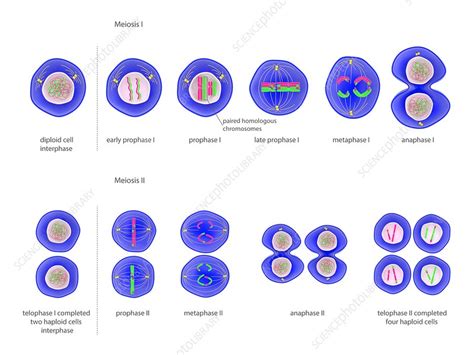 Meiosis Cell Division Illustration Stock Image C023