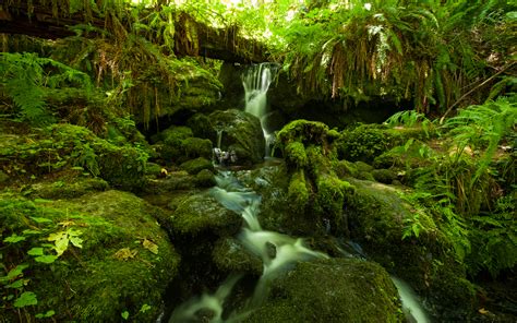 Forest Jungle Green Stream Timelapse Moss Fern Rocks Stones Hd
