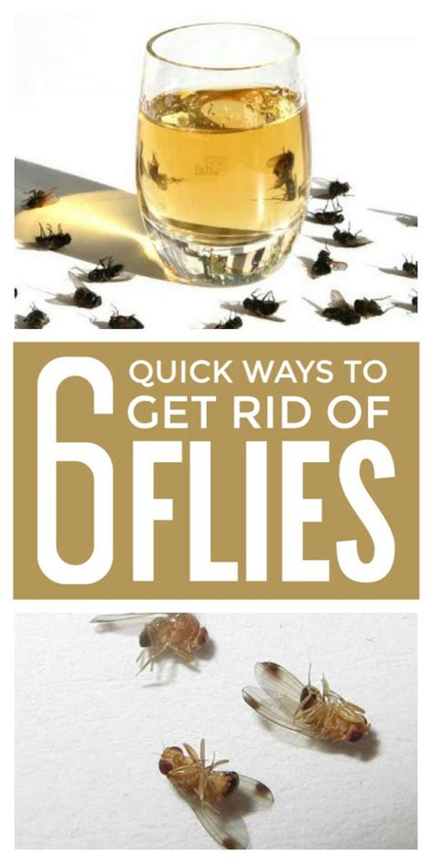 Get Rid Of Flies Naturally Fruit Fly Trap Diy Get Rid Of Flies Fly