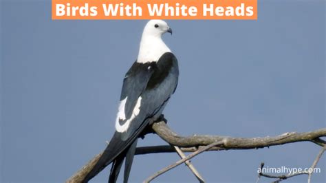 27 Birds With White Heads With Photos Animal Hype