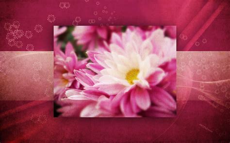 1680x1050 Maroon Flowers Wallpaper Purple Flower Background Image