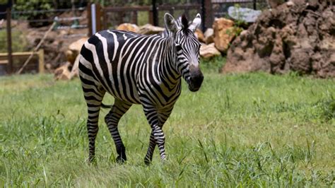 Plains Zebra Zoo Atlanta