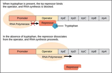 Biology Genetics Gene Expression Prokaryotic Gene Regulation Oer