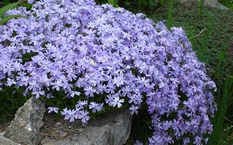18 Best Flowering Ground Cover Plants For Your Garden