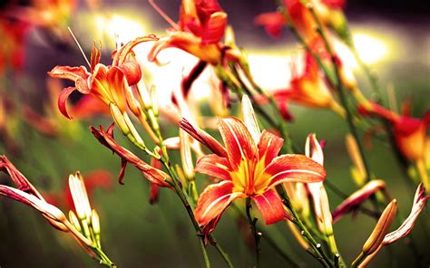 Lilies Flowers Bright Red Flowers Hd Wallpaper Peakpx