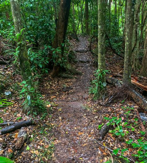 More than just sunshine coast hotels! Sunshine Coast Hinterland Great Walk: Baroon Section - Adventure Sunshine Coast