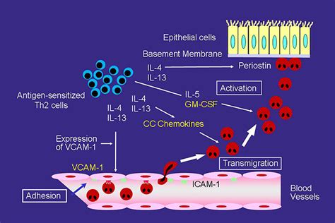 Frontiers Involvement And Possible Role Of Eosinophils In Asthma