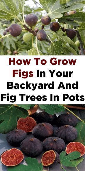 How To Grow Figs In Your Backyard And Fig Trees In Pots