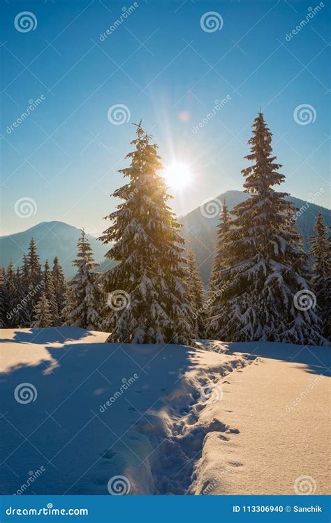 Sun Shines Through The Branches Of Huge Pine Trees Stock Photo Image
