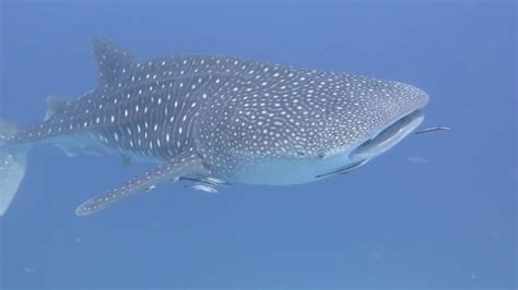 Why Whale Sharks Are Not The Coolest Creatures In The Sea · Aussie