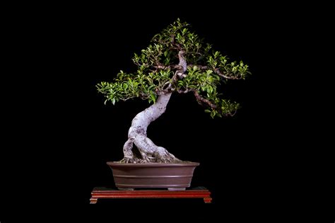 Apreciado grupo quisiera tener su ayuda en una orientación.que puedo aplicar en un corte que se realiza en un bonsai en una rama.y como puedo preservar lo que es madera muerta. Bonsai de Ficus Benjamina 30 años Bonsai Colombia Bonsai ...