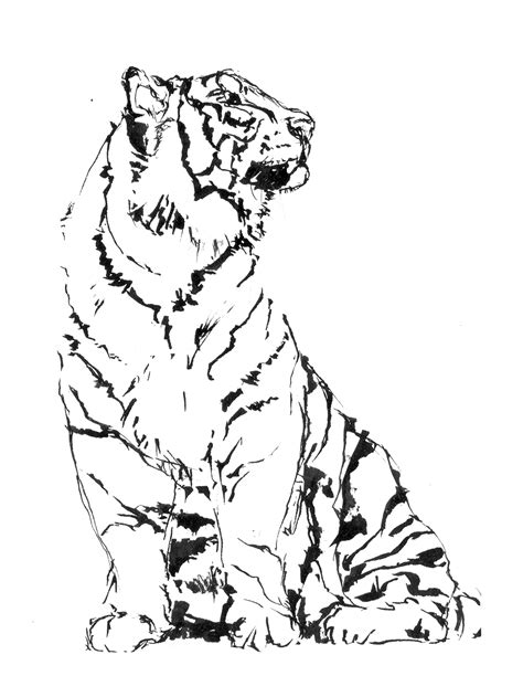 Tigre Da Stampare Disegno Da Colorare Tigre Disegni Da Colorare E