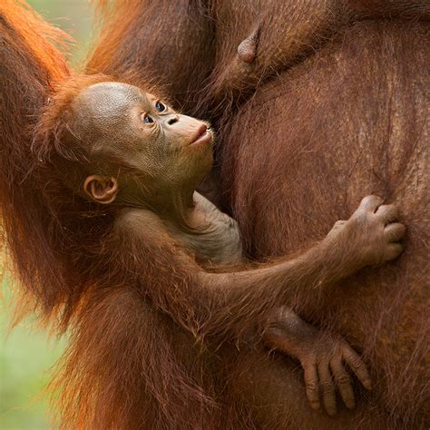 Newborn Orangutan Sean Crane Photography