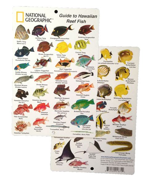 National Geographic Guide To Hawaiian Reef Fish Fish Id Card 6 In