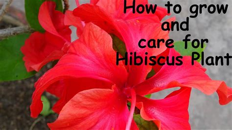 How To Plant Grow And Care Hibiscus From Cutting Youtube