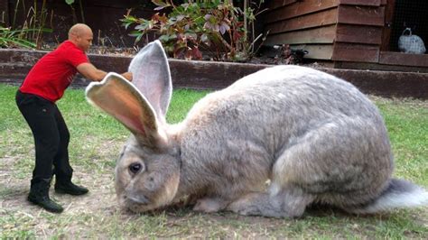 Meet Giant Ft Rabbit Darius World S Biggest Rabbit Biggest