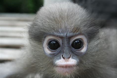 Cute Monkeys Olivier Gryson Flickr