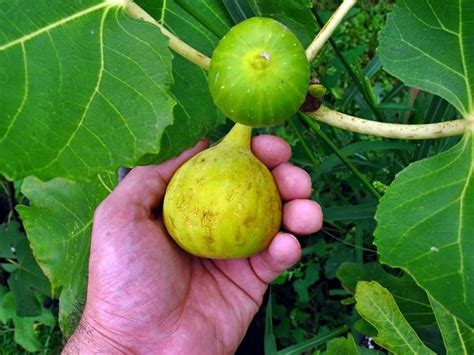 Fig Varieties Collection Fig Varieties Fig Fruit Figs With Honey