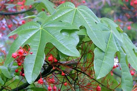 Brachychiton Acerifolius