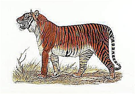 Learn Which 10 Tigers And Lions Have Gone Extinct In Modern Times