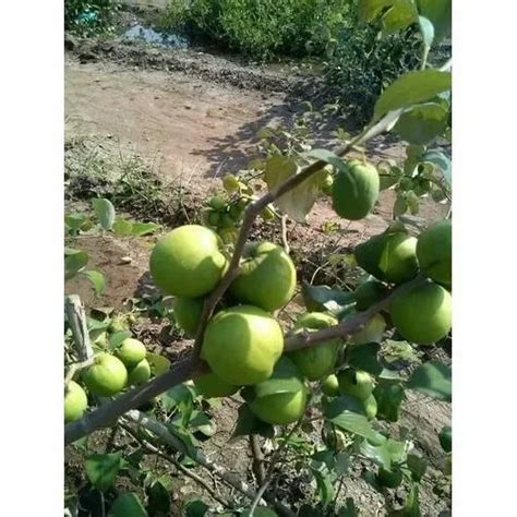 Full Sun Exposure Green Apple Ber Plant For Outdoor At Rs 30piece In Raigad