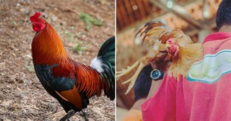 Rooster Fitted With Sharp Blade For Illegal Cockfight Has Slashed Open His Owners Groin Small