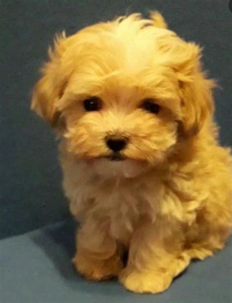 Pin By Enticing On Malti Poo Love Maltipoo Poo Dogs