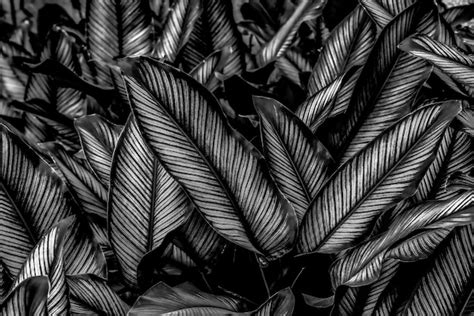 Premium Photo Textures Of Natural Abstract Black Leaves For Tropical
