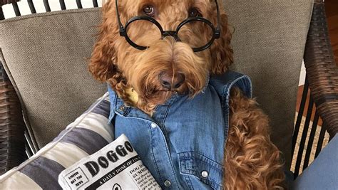 Looking for shopping sites that specialize in groceries? Frankie the labradoodle is the most famous dog on the Mid ...