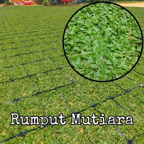Rumput Mutiara Pearl Grass Rumput Hidup Shopee Malaysia