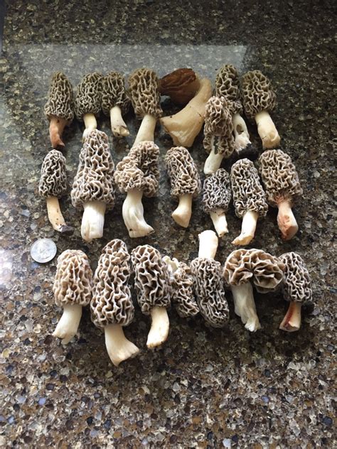 How To Find Delicious Morel Mushrooms Great Parks Of Hamilton County Blog