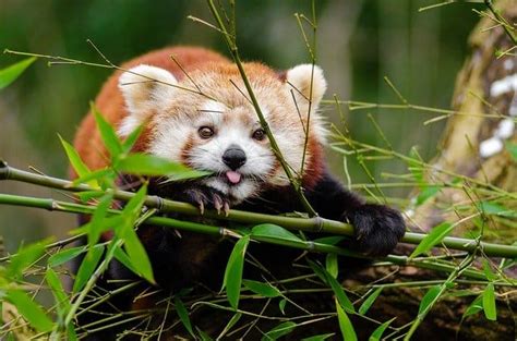 Why Are Red Pandas Endangered Why Are They Important And Interesting