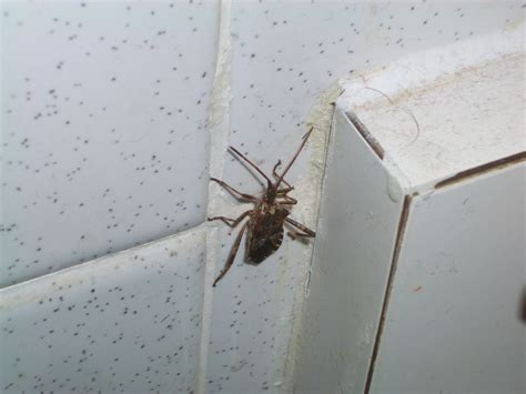 Tiny winged bugs in bathroom. Bathroom Bug | This guy's been in my bathroom, next to the ...