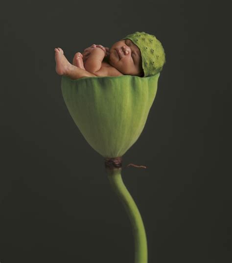 Anne Geddes Newborn Photos Baby Photos Lotus Pods Baby Fairy Thing