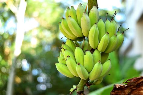 How To Grow A Banana Plant