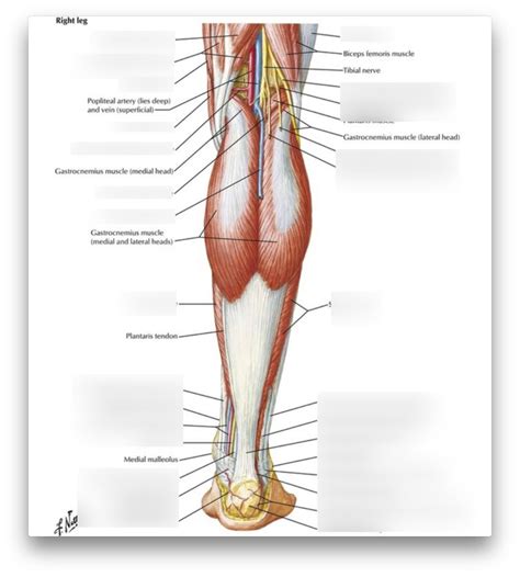 Muscles Of Leg Posterior View Superficial Diagram Quizlet