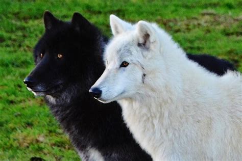 Pin By Sue Hale On Wolves Cute Animals Animals Wild Native American
