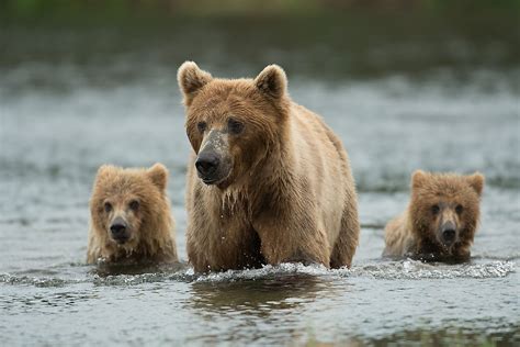 What Animals Live In Alaska Worldatlas