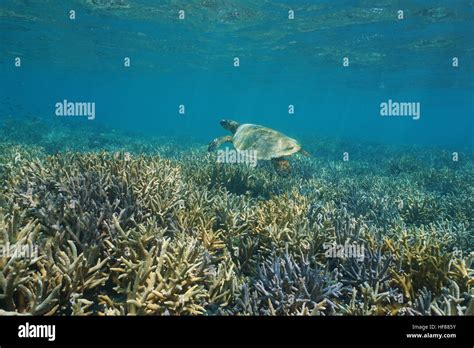 Healthy Coral Reef Underwater With An Hawksbill Sea Turtle Above
