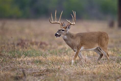 South Texas Whitetail Buck During Autumn Rut D Robert Franz Photography