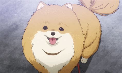I Choiced This  Because Even Anime Pomeranians Are So Popular Due