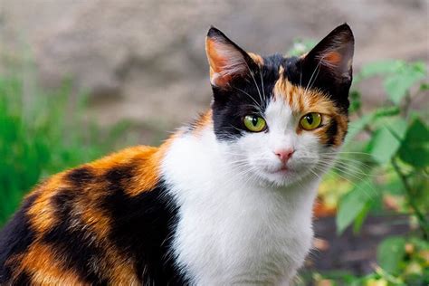 Calico Cats Wag