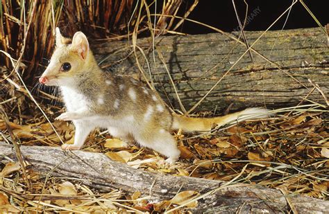 Eastern Quoll Stock Image Z9020077 Science Photo Library
