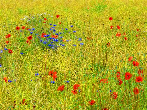 Free Images Nature Grass Field Lawn Prairie Red Pasture Blue