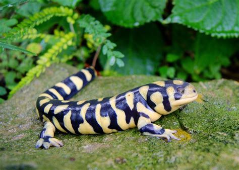 How Long Do Tiger Salamanders Live Pets From Afar