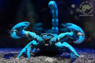Blue Emperor Scorpion Images And Pictures Becuo Glowing Scorpion