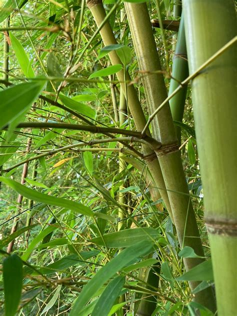 How To Remove Giant Timber Bamboo And Golden Bamboo Trees Atlanta