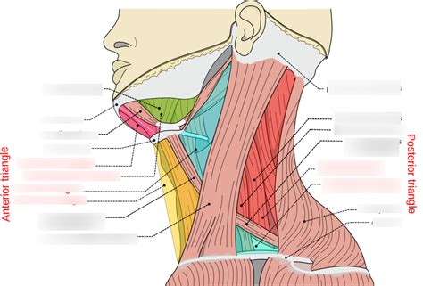 Triangles And Muscles Of The Neck Diagram Quizlet